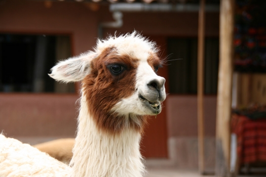 peru_llama.jpg